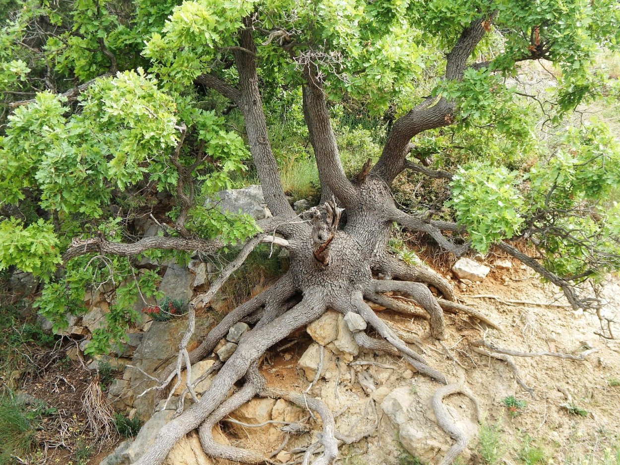 Скальный дуб Уэльс