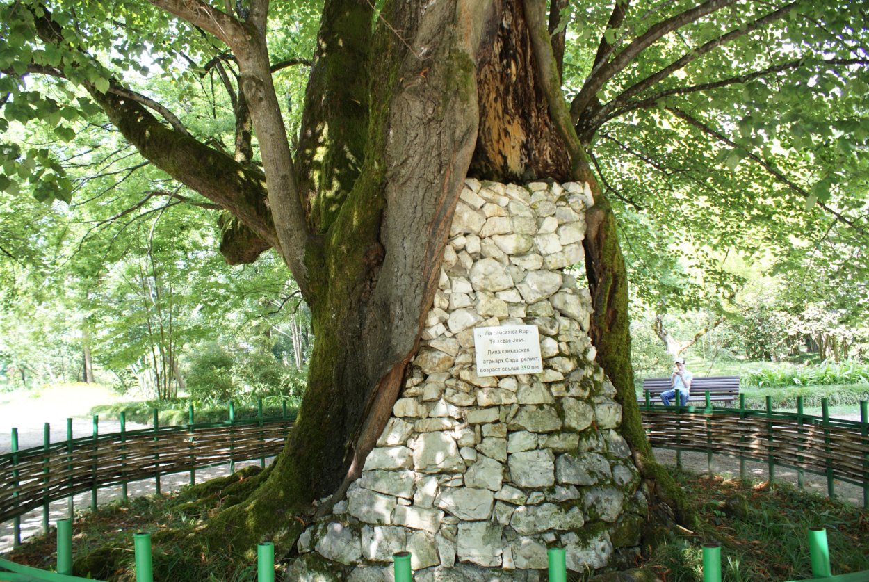 Сухумский Ботанический сад дуб