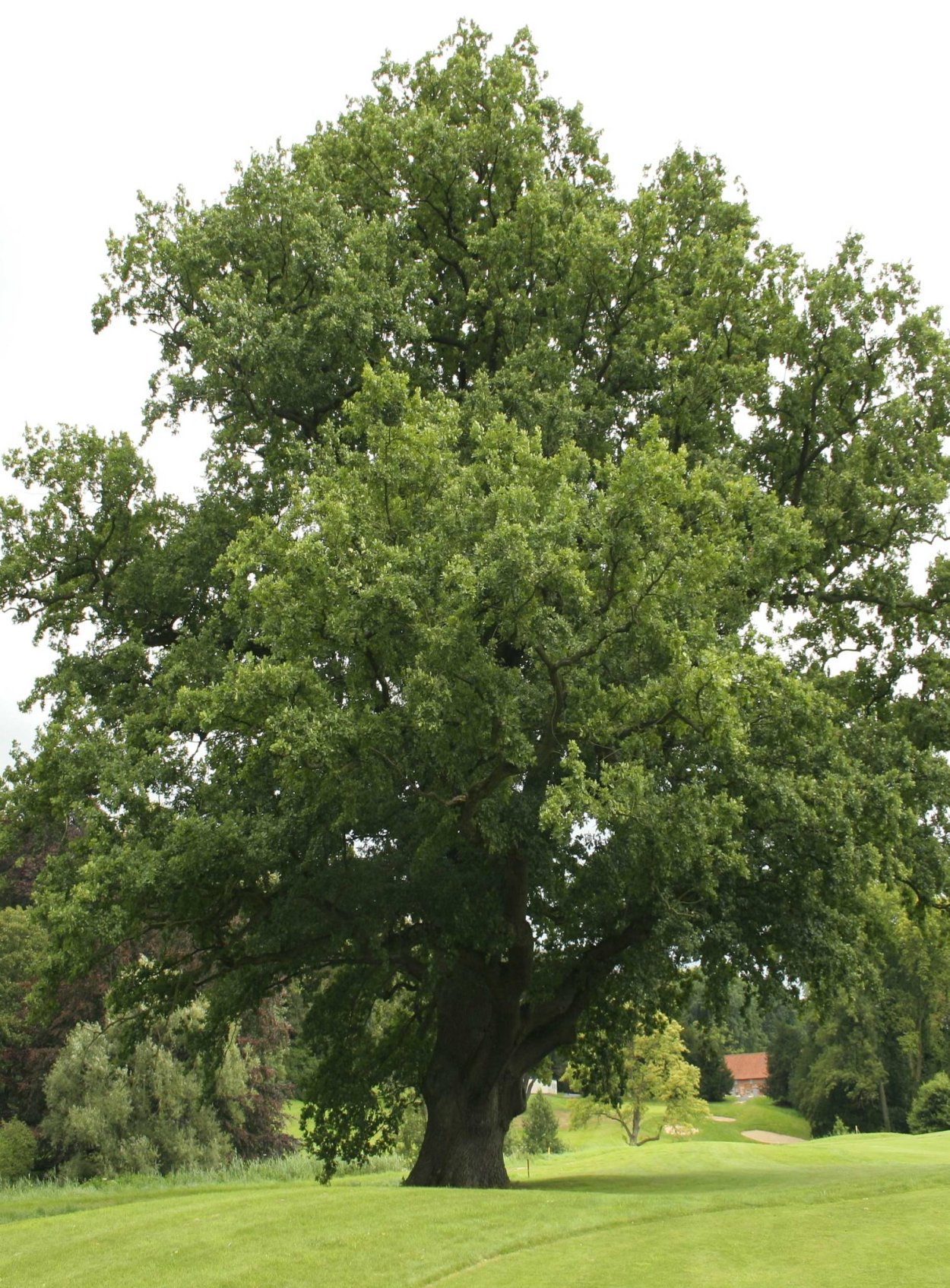 Дуб черешчатый Анапа