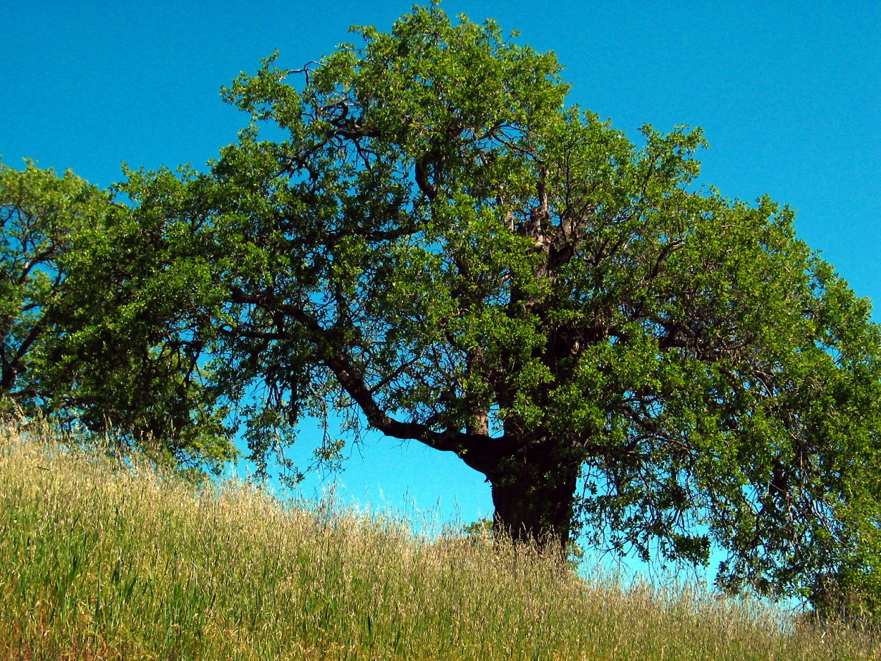 Дуб скальный Крым