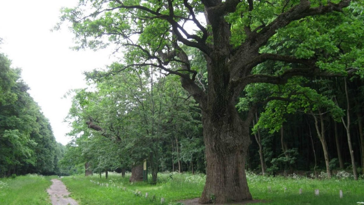 Приднестровье дубовая роща