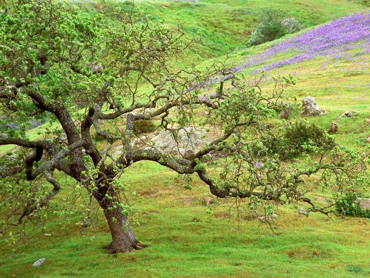 Дуб на участке