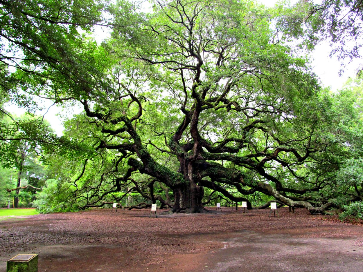 Дуб красный Quercus rubra