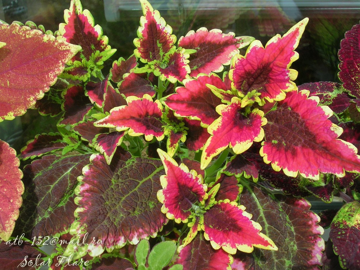 Солар Файер колеус