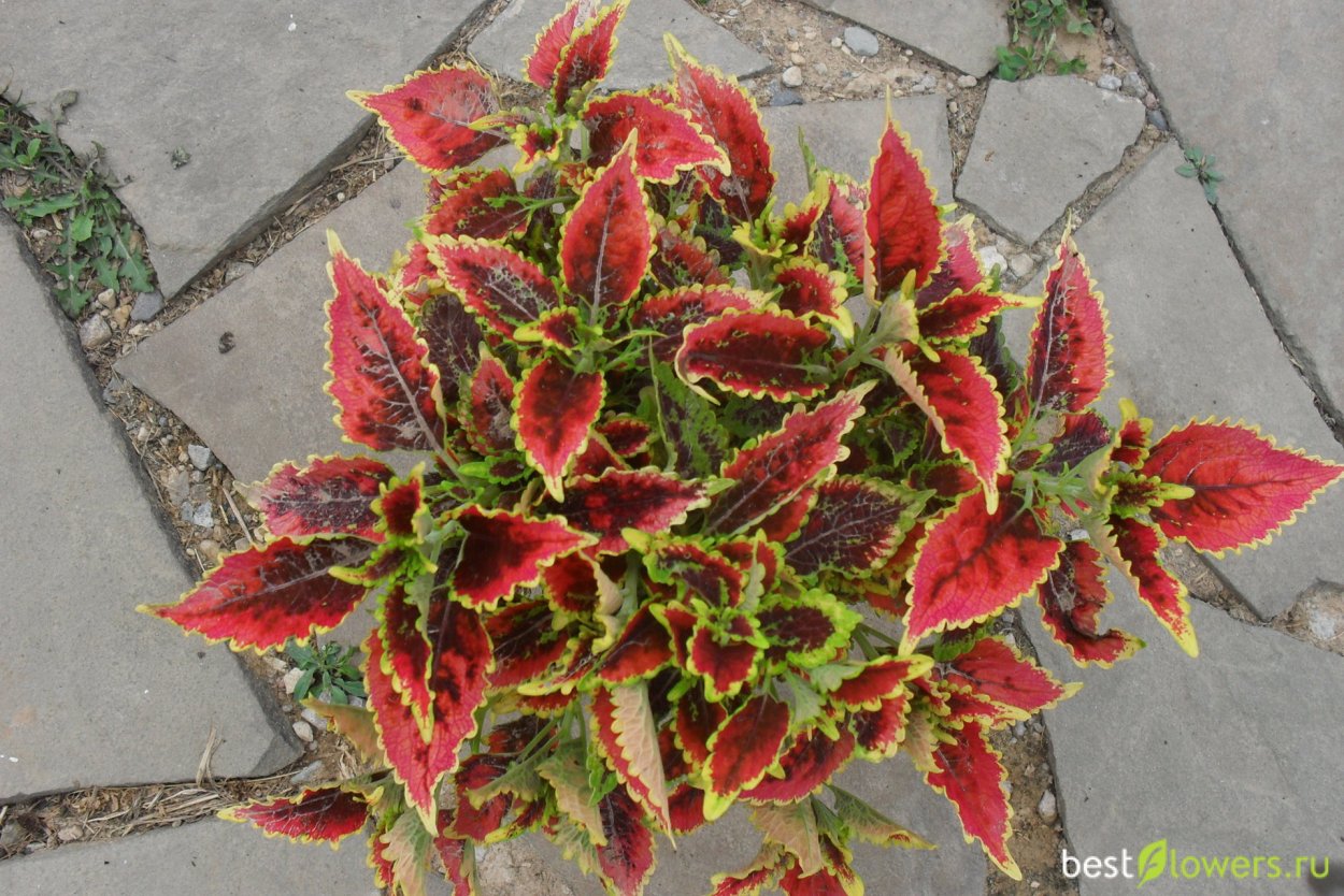 Колеус Red Croton