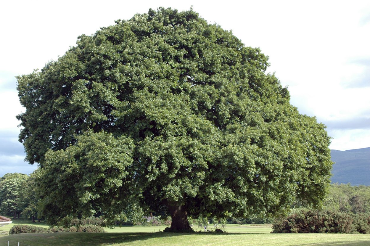 Quercus petraea
