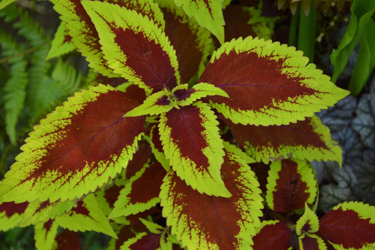 Колеус Coleus Juliet Quartermain