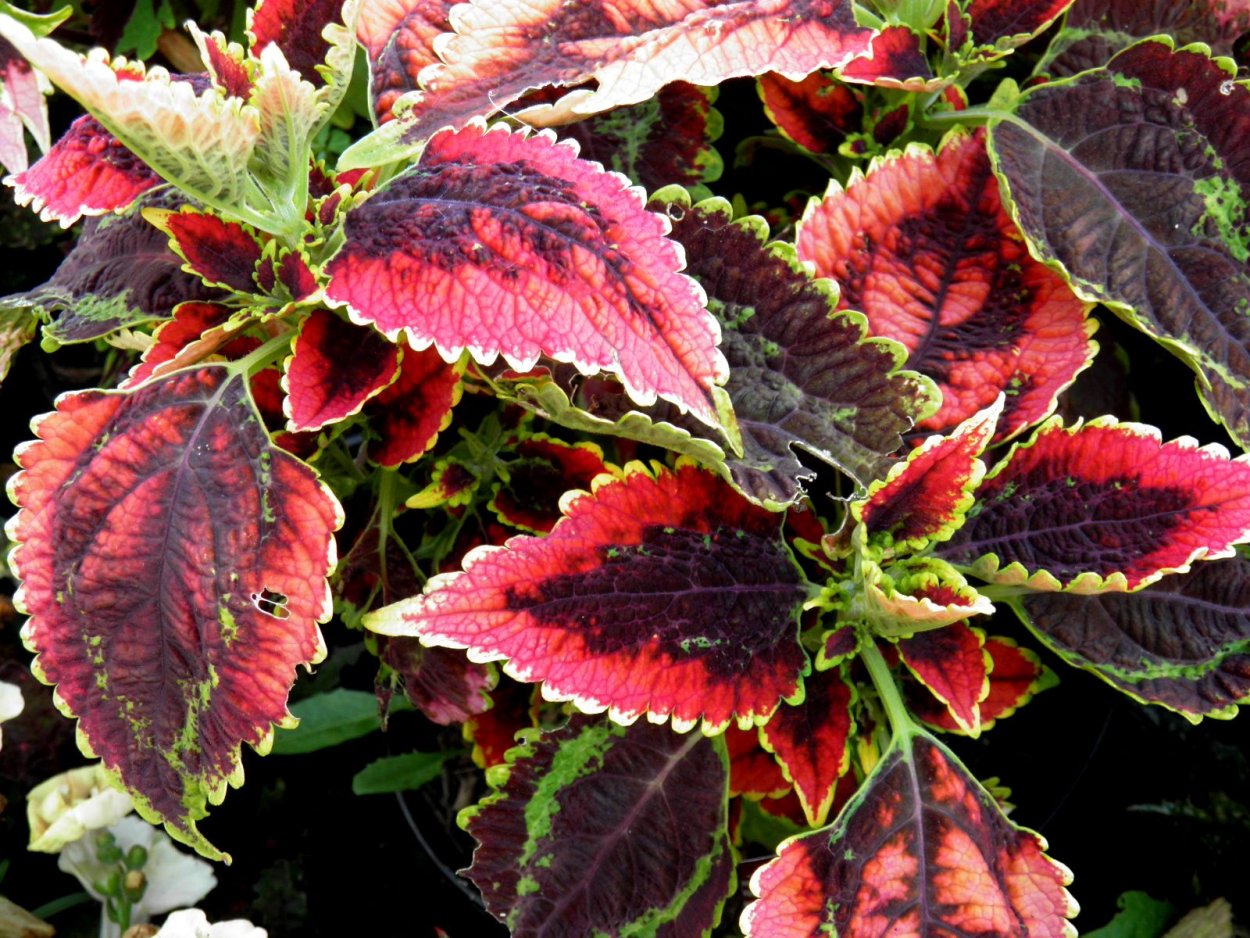 Колеус el Brighto