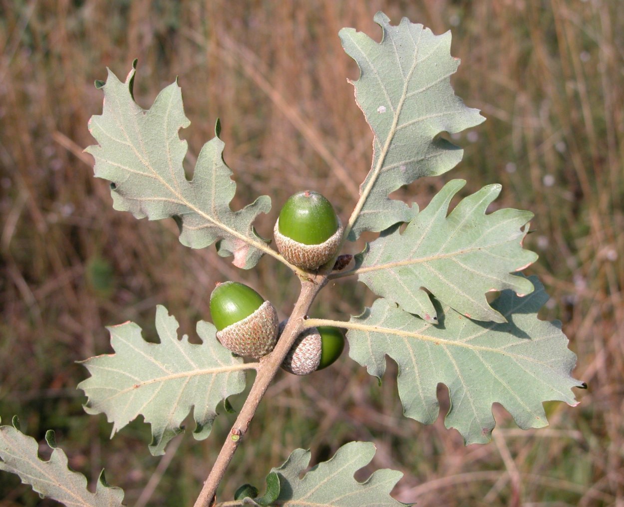 Дуб скальный (Quercus petraea)