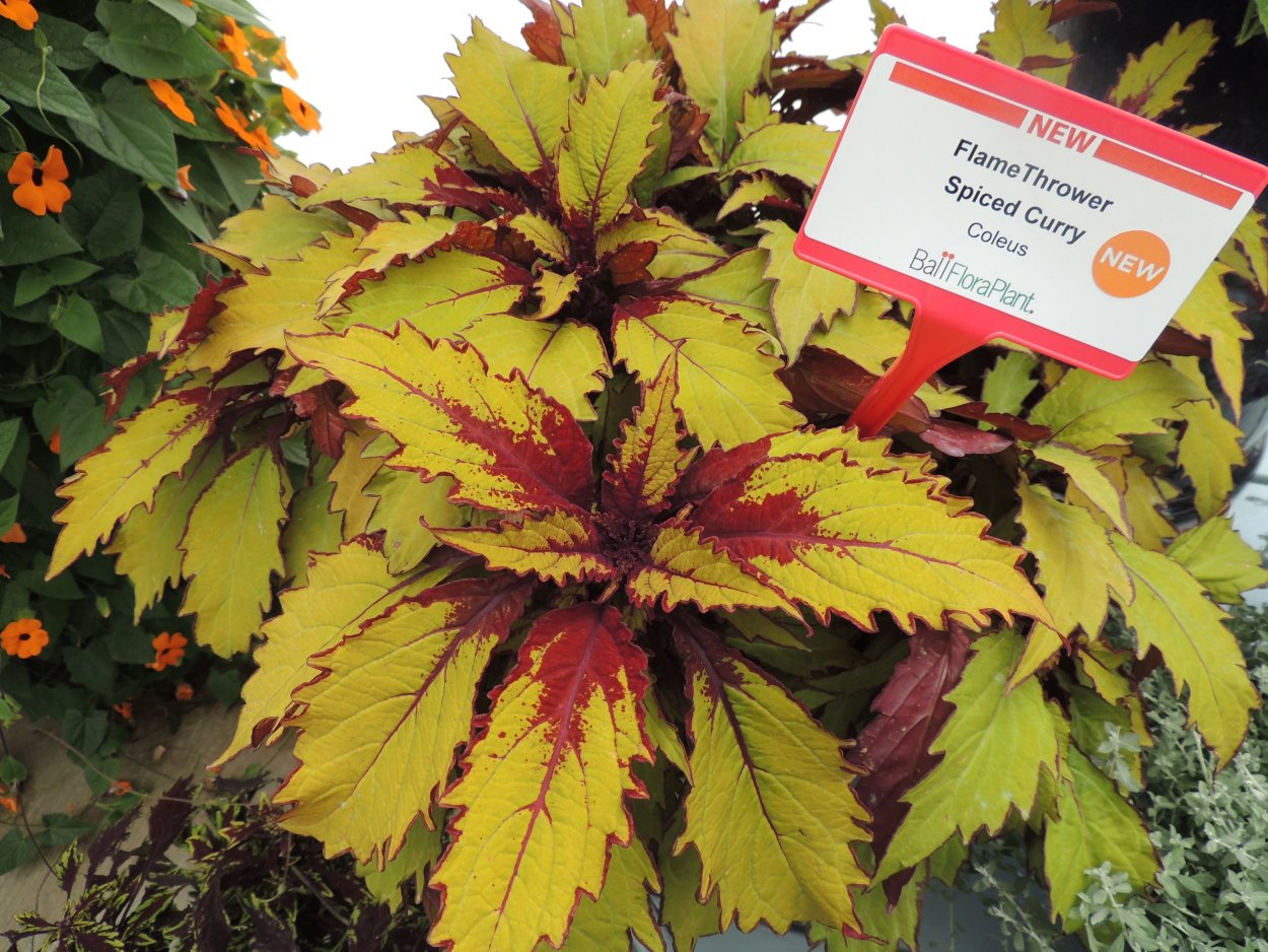 Колеус Wisley Tapestry