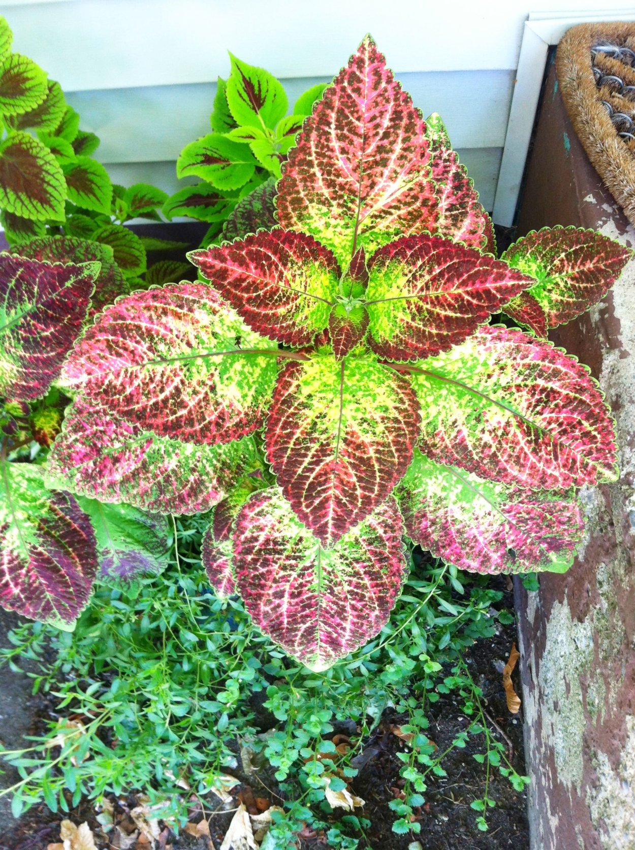 Колеус Solar Flare