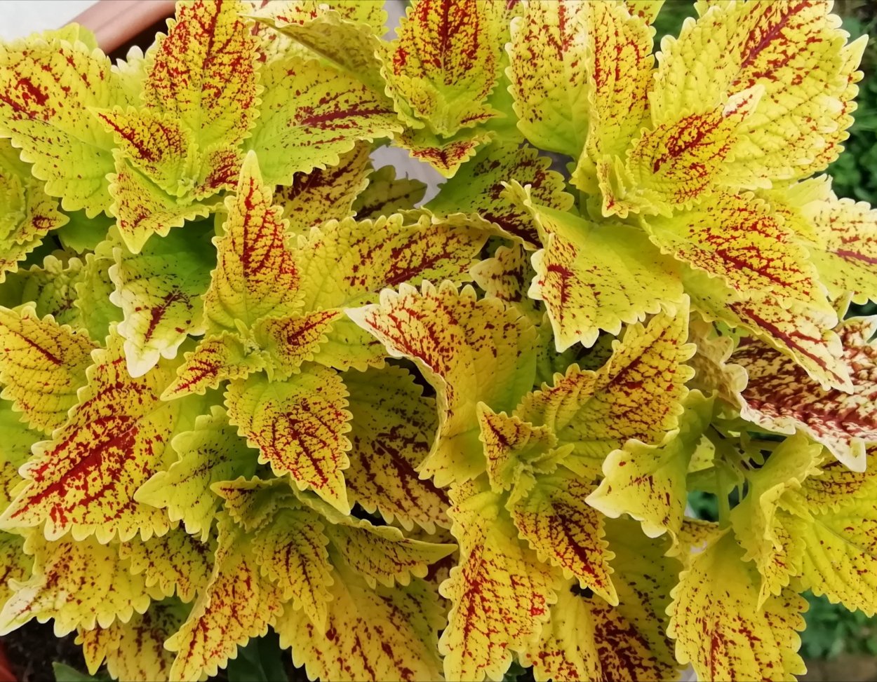 Колеус Red Croton