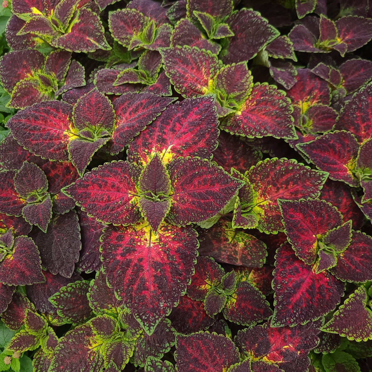 Колеус Эль Брайтон