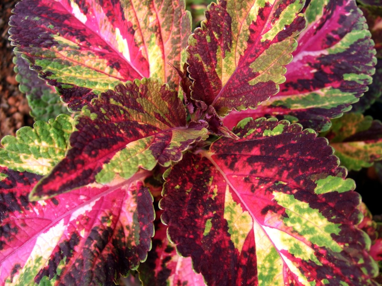 Увядший колеуса