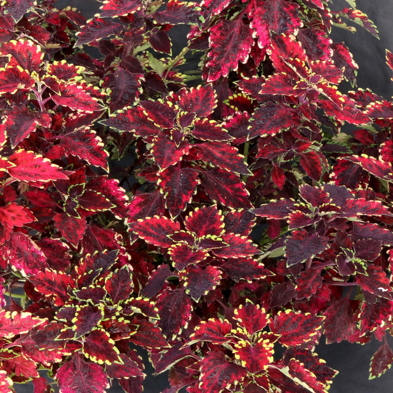 Колеус тилт