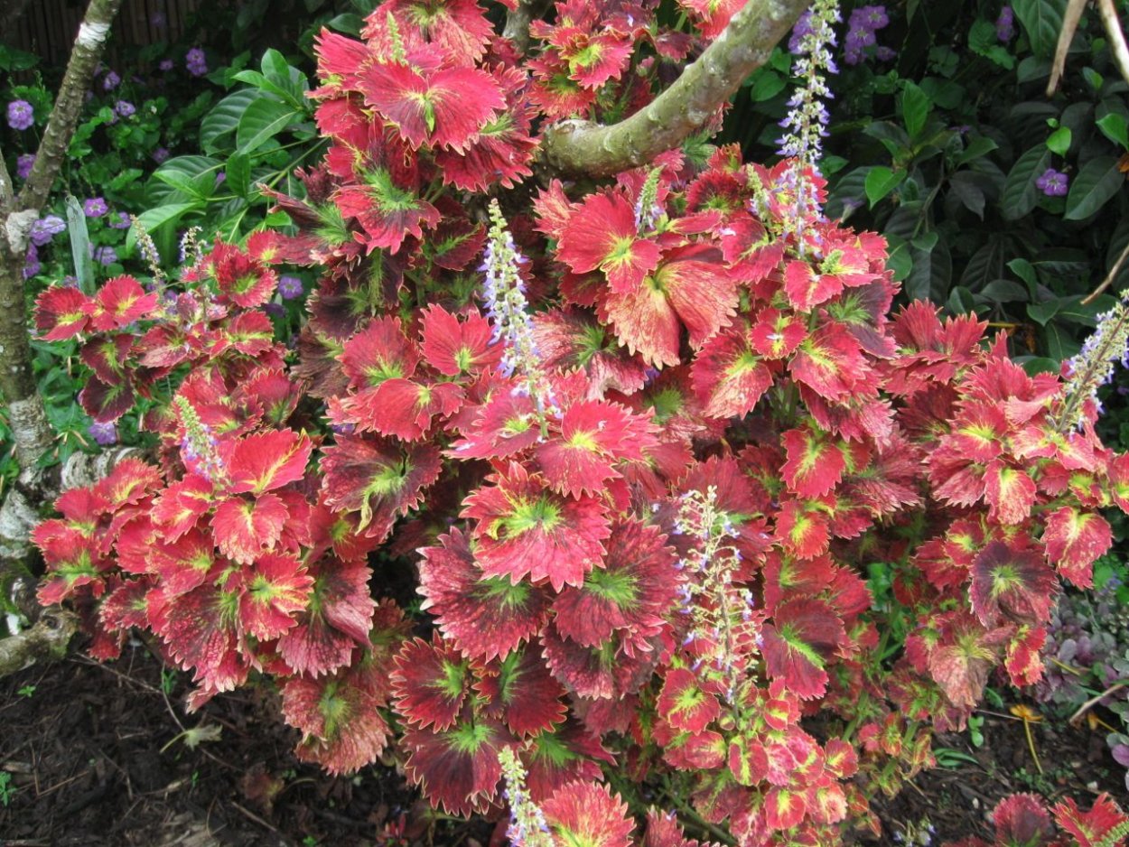 Колеус Stained Glassworks Royalty