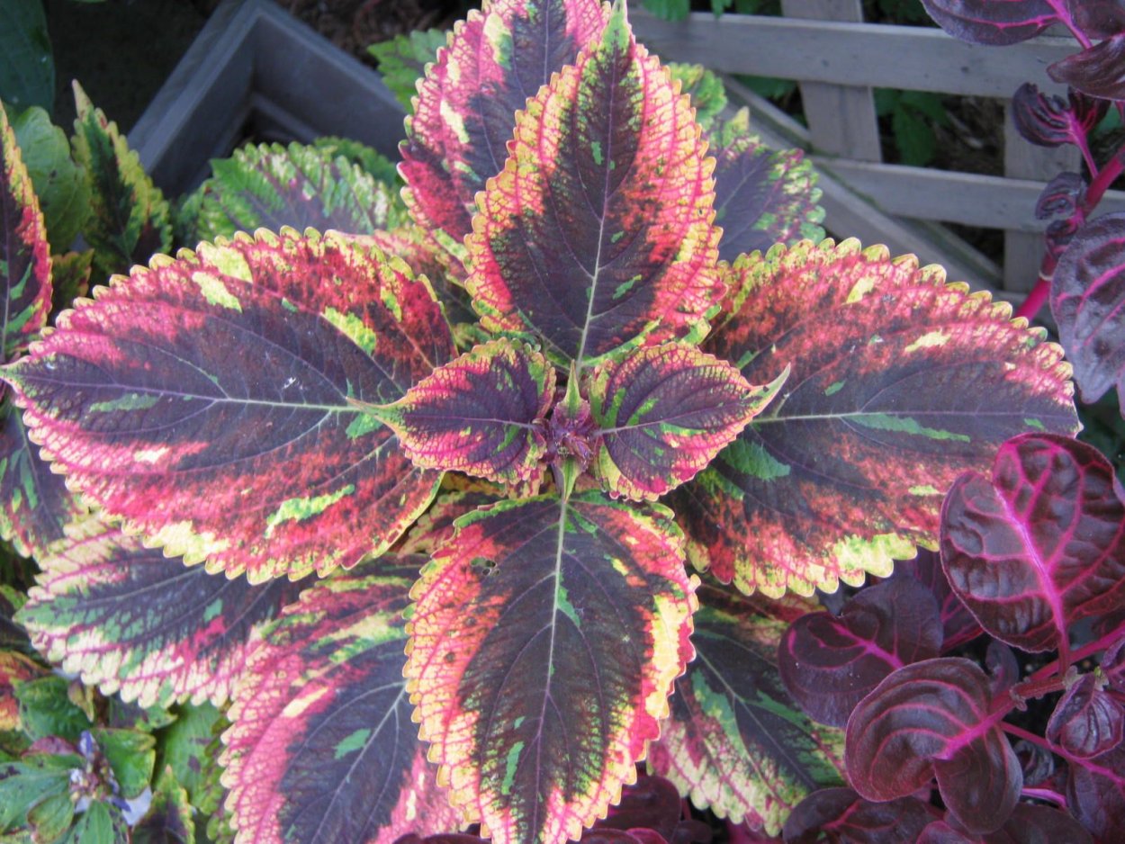 Колеус Скарлетт