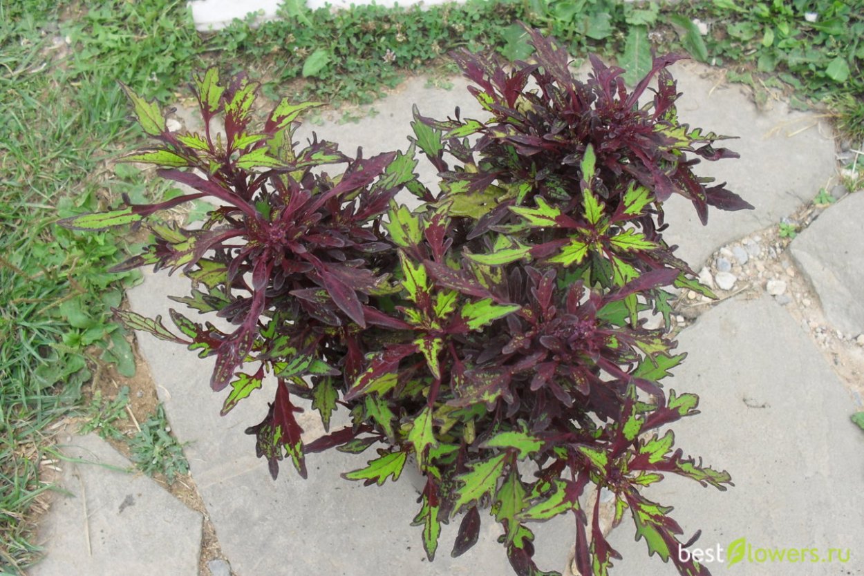 Колеус Wisley Tapestry