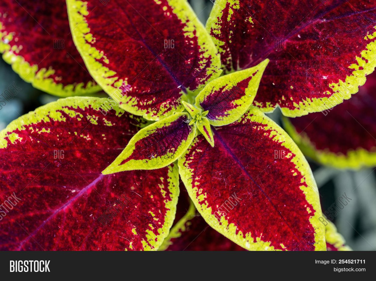 Колеус Flame Thrower