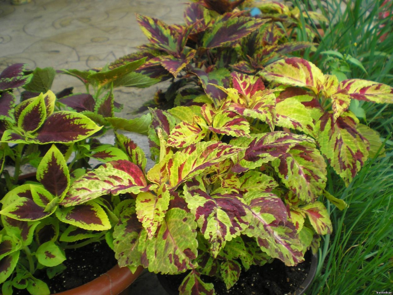 Колеус Roaring Fire