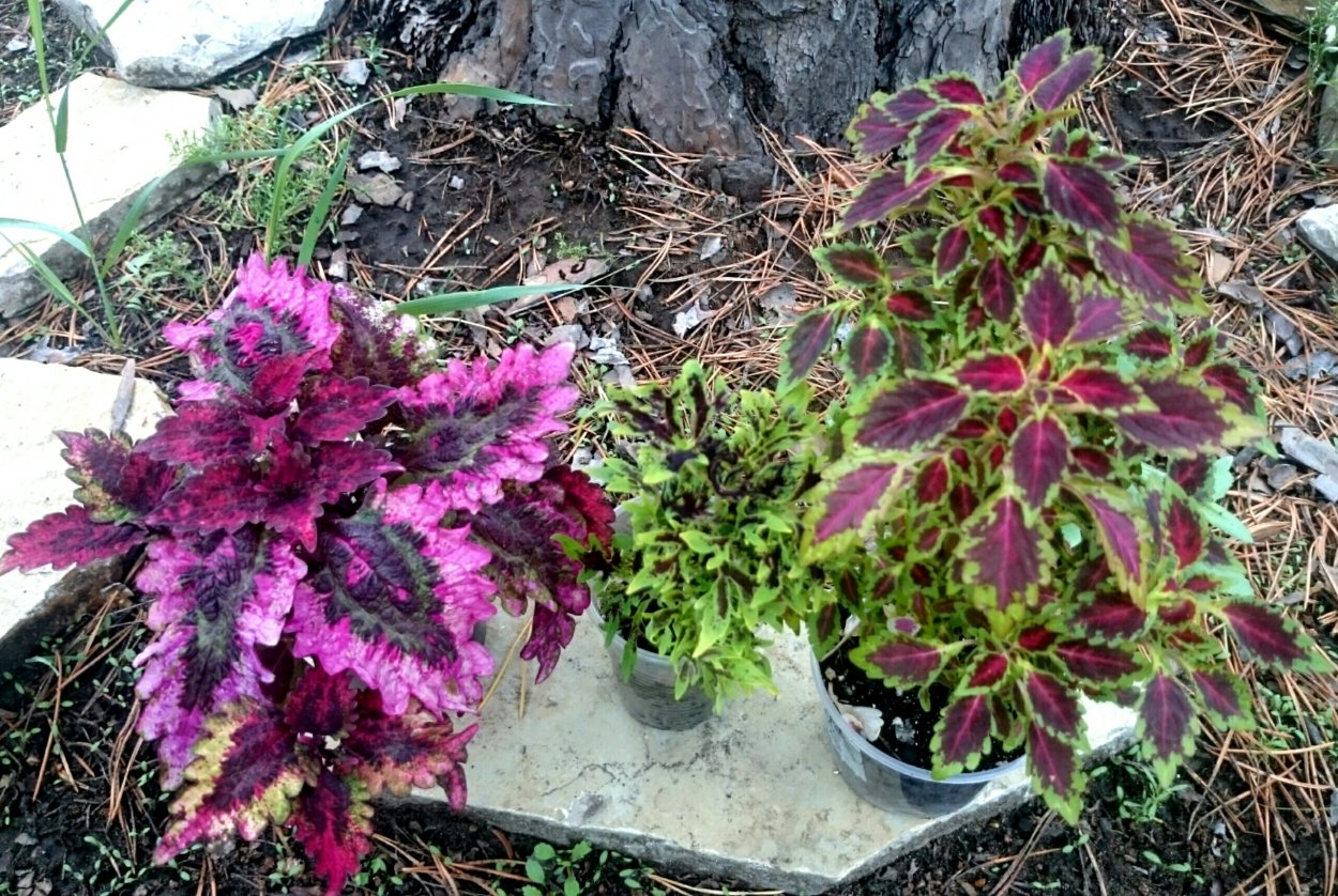 Колеус доктор ву