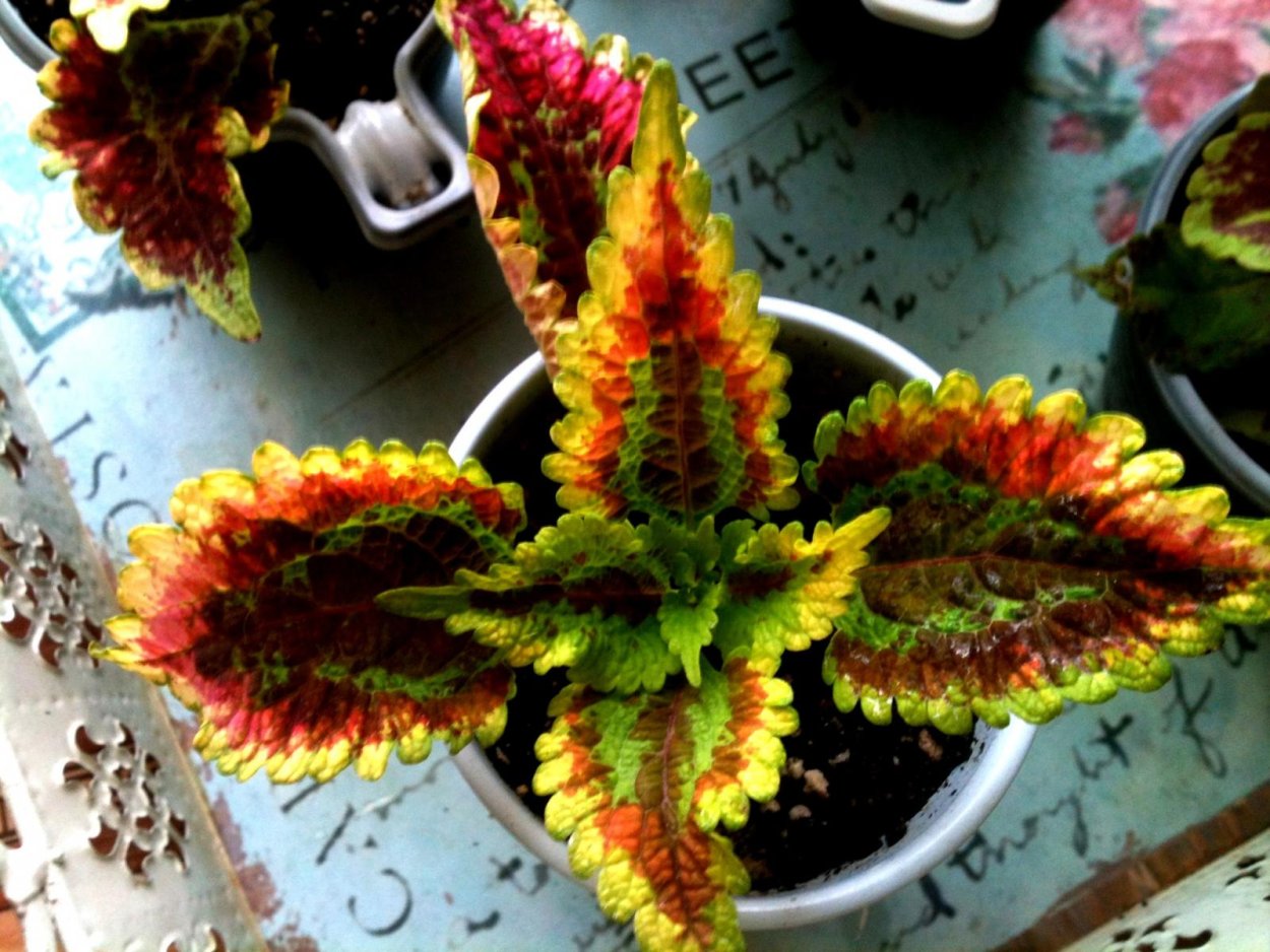 Колеус Солар Флэр