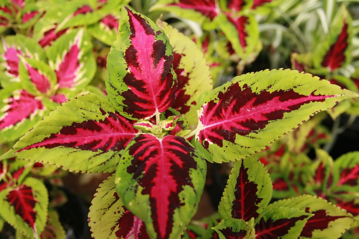 Solar Sunrise колеус