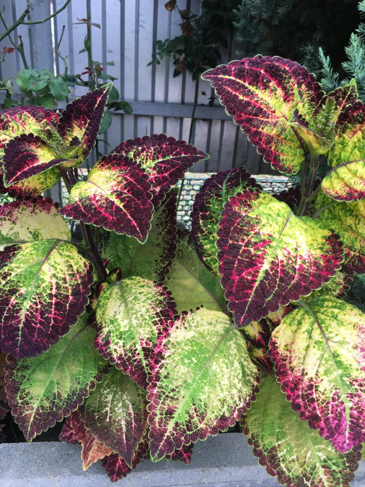 Bonfire колеус