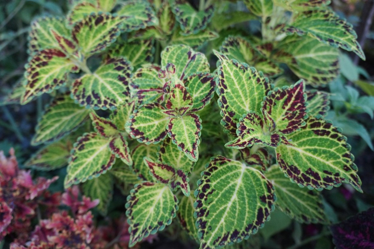 Колеус Campfire