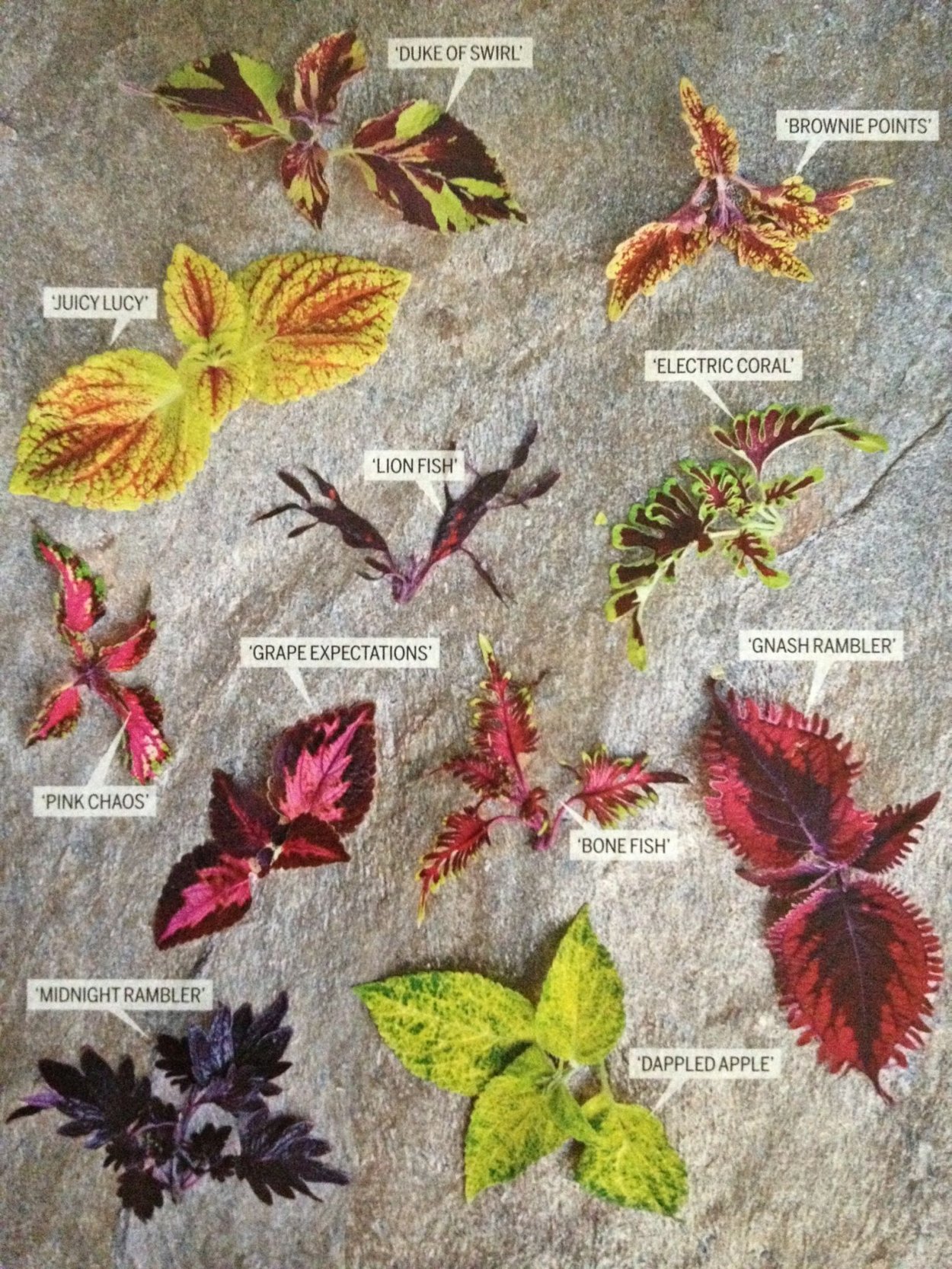 Колеус Блюме Блэк дракон