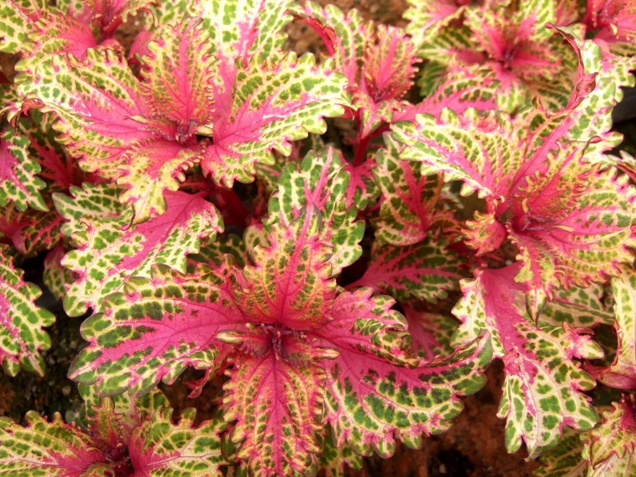 Колеус Eruption