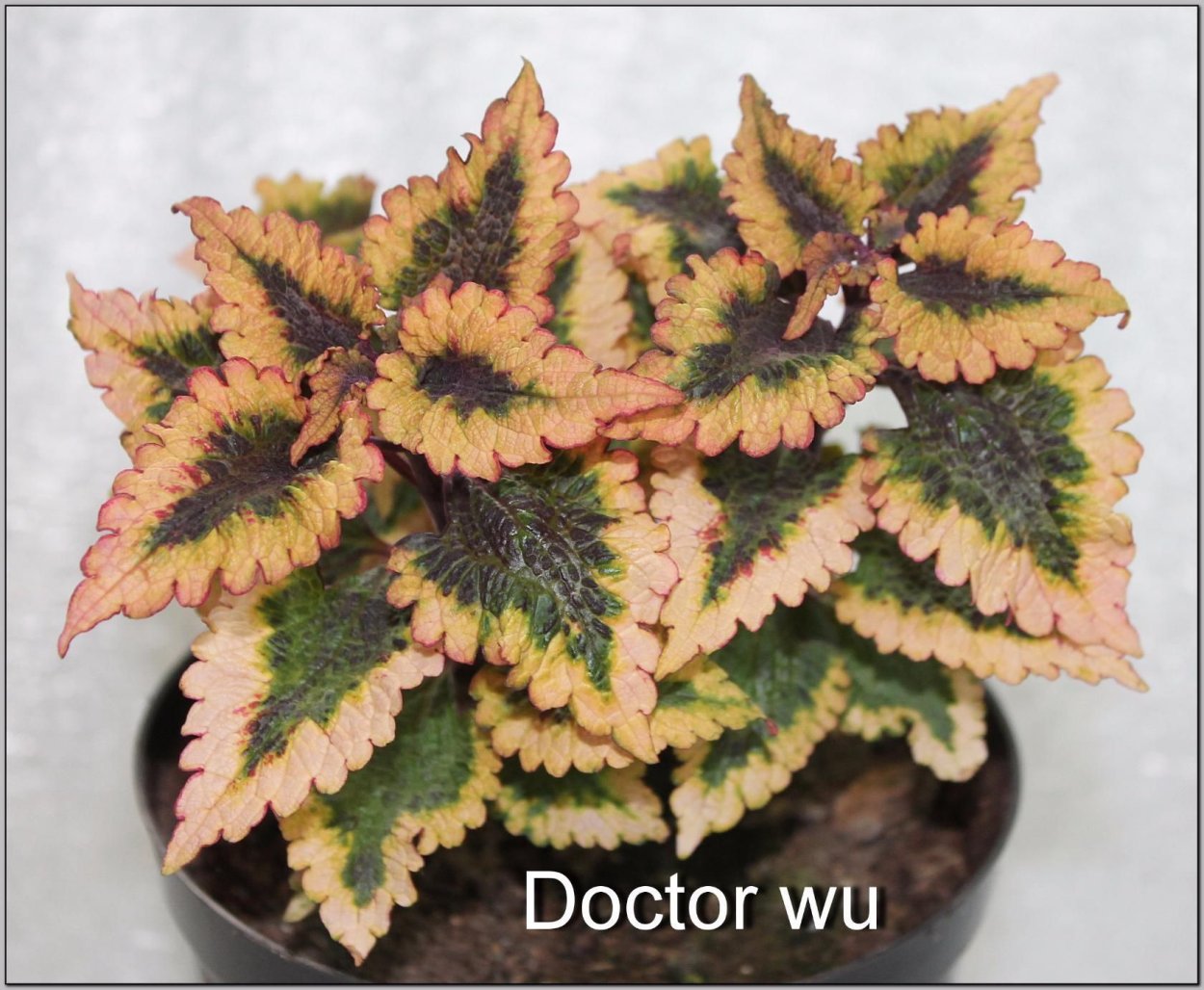 Колеус Terra Nova Cuckoo