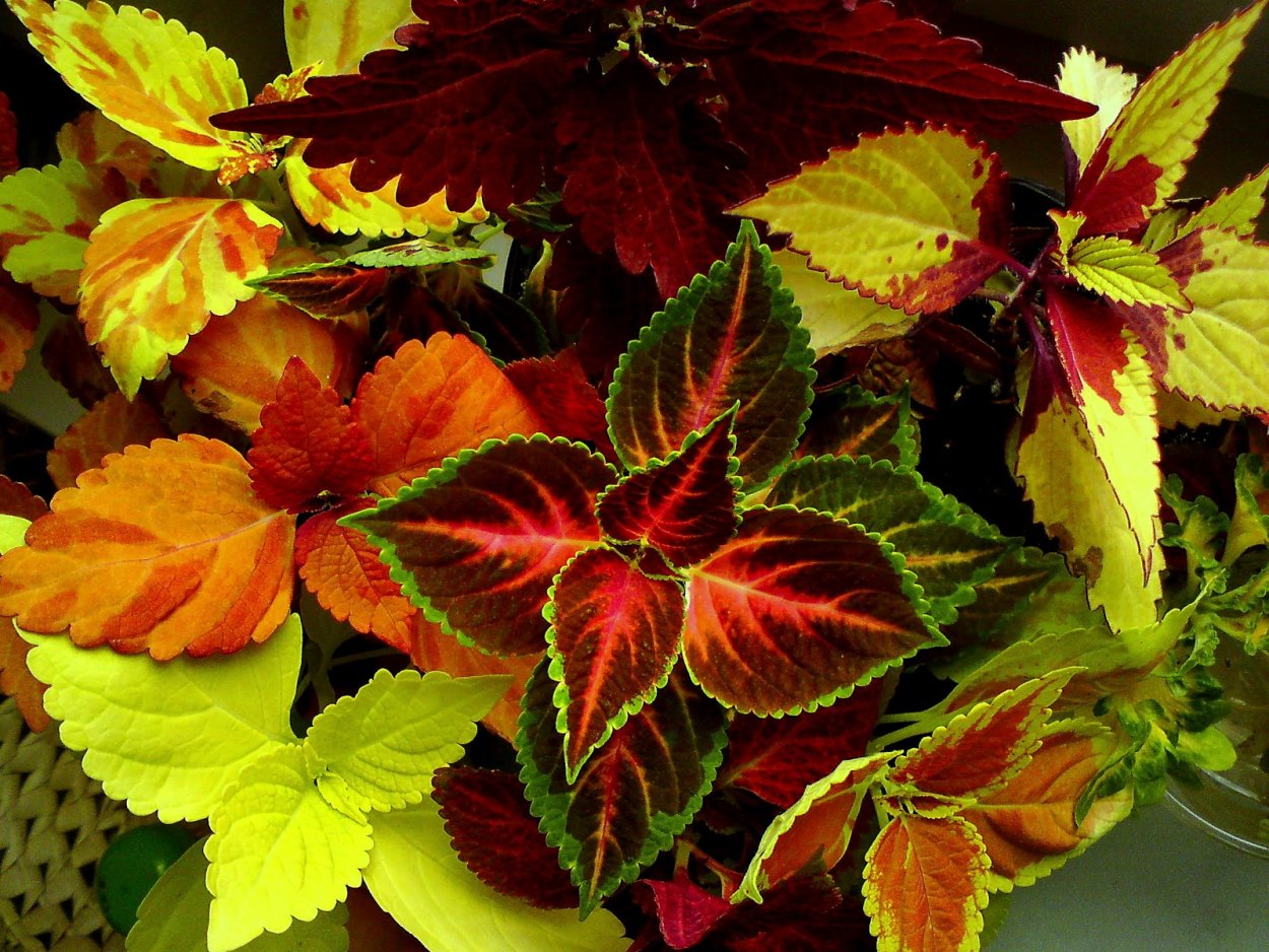 Колеус Crimson Gold