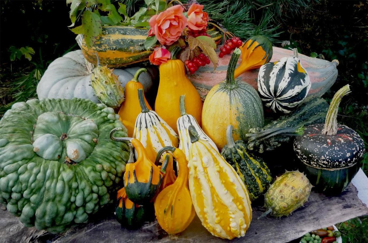 Огурцы кабачки тыква патиссоны. Тыквенные cucurbitaceae. семейство тыквенные (cucurbitaceae). кабачки, цукини, патиссоны и тыквы. арбуз дыня тыква.