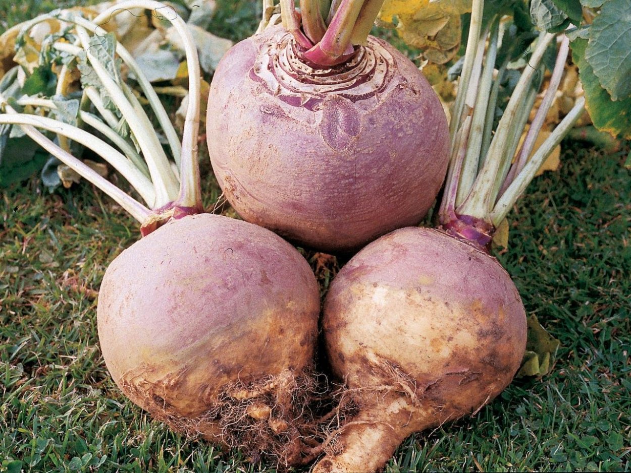 Брюква Brassica napobrassica