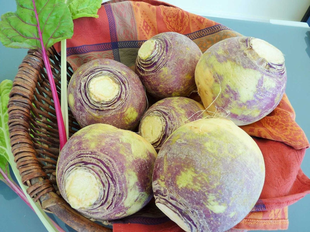 Брюква Brassica napobrassica