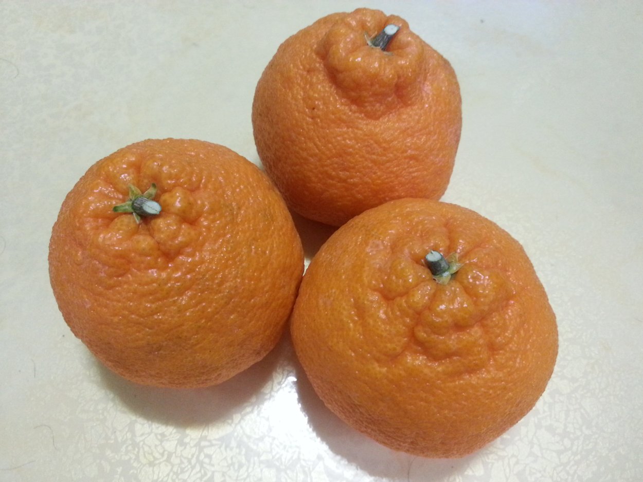 Чеджудо Мандариновая плантация