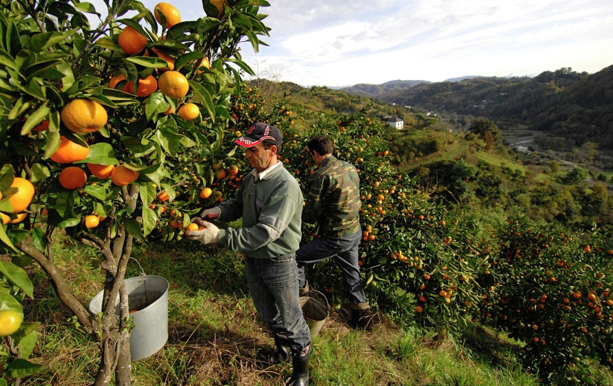 Мандариновое дерево в Абхазии