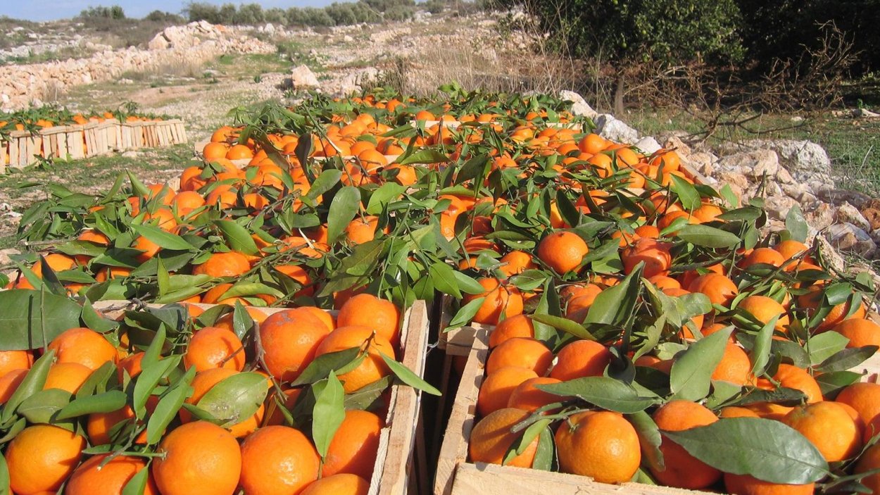 Апельсины (в Испании, Италии, Португалии, Греции),