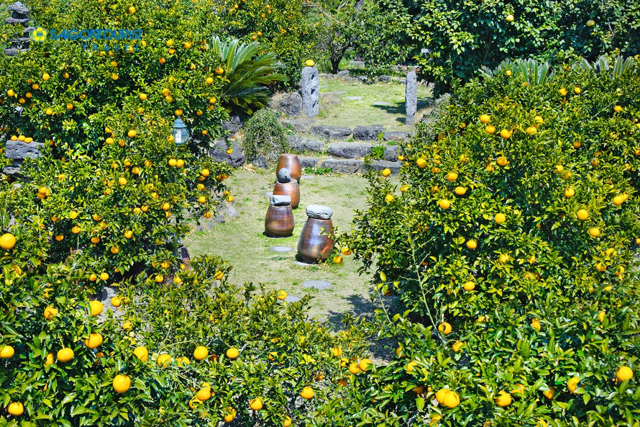 Мандарины Чеджу сорт