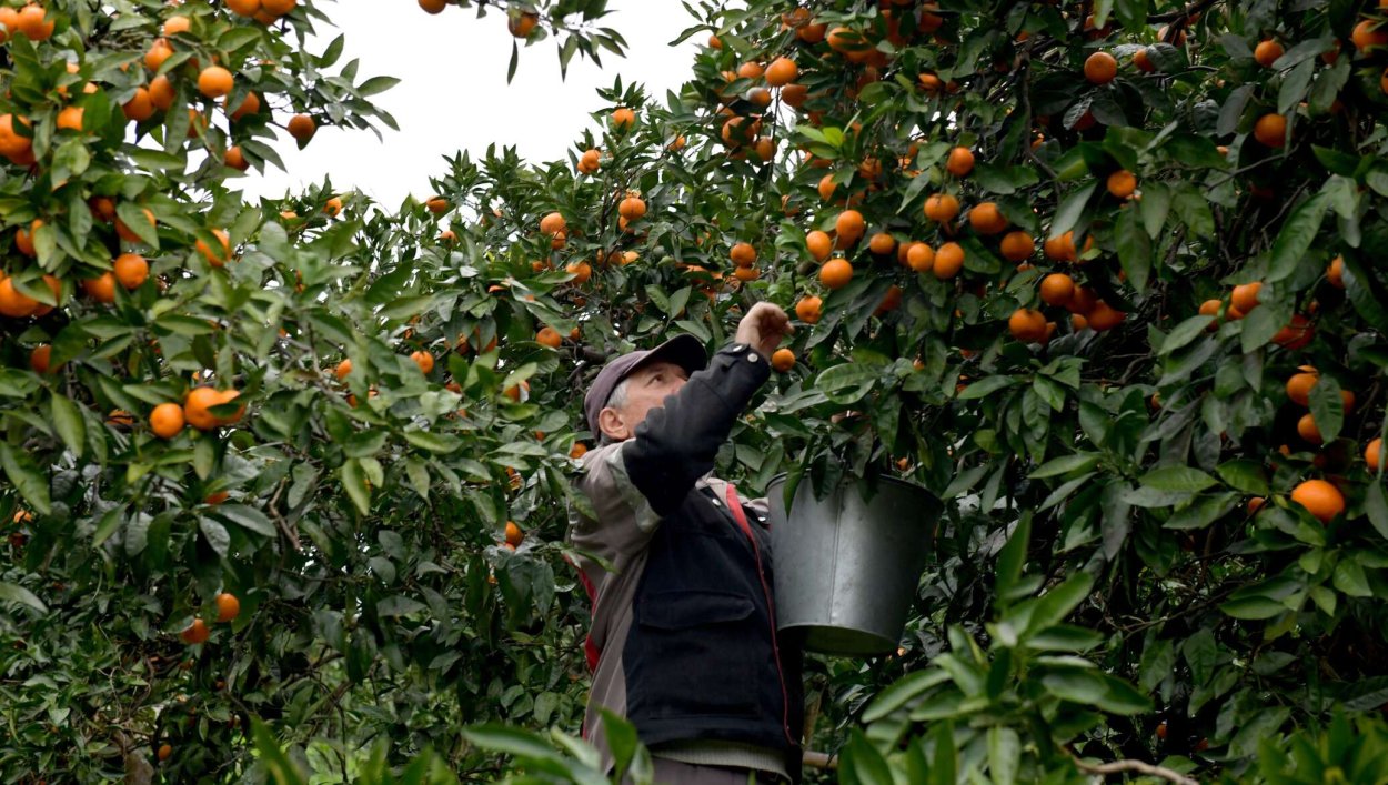 Апельсиновый сад в Италии