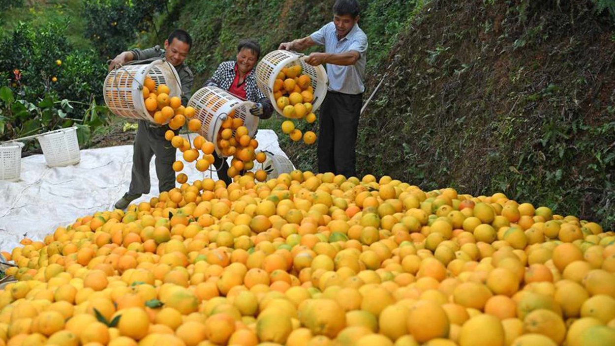 Плантации мандарин в Абхазии