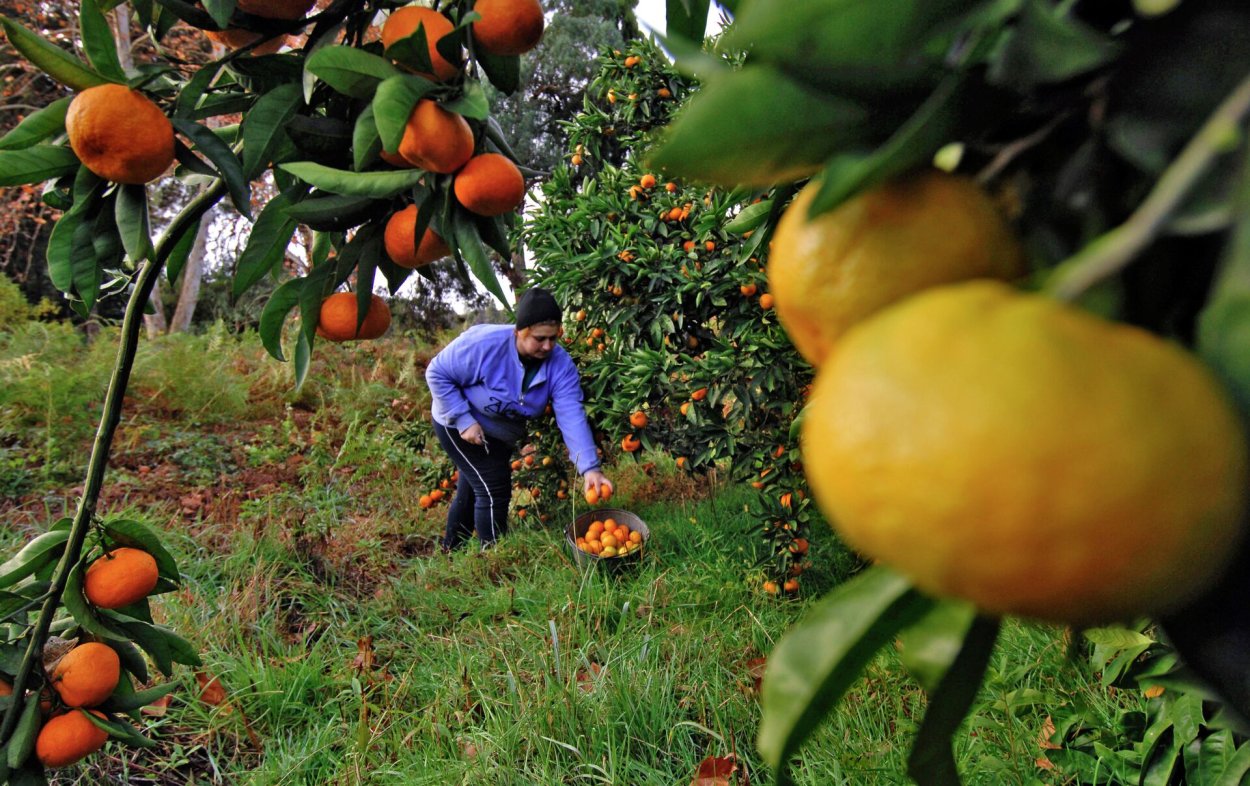 Сбор хурмы в Китае
