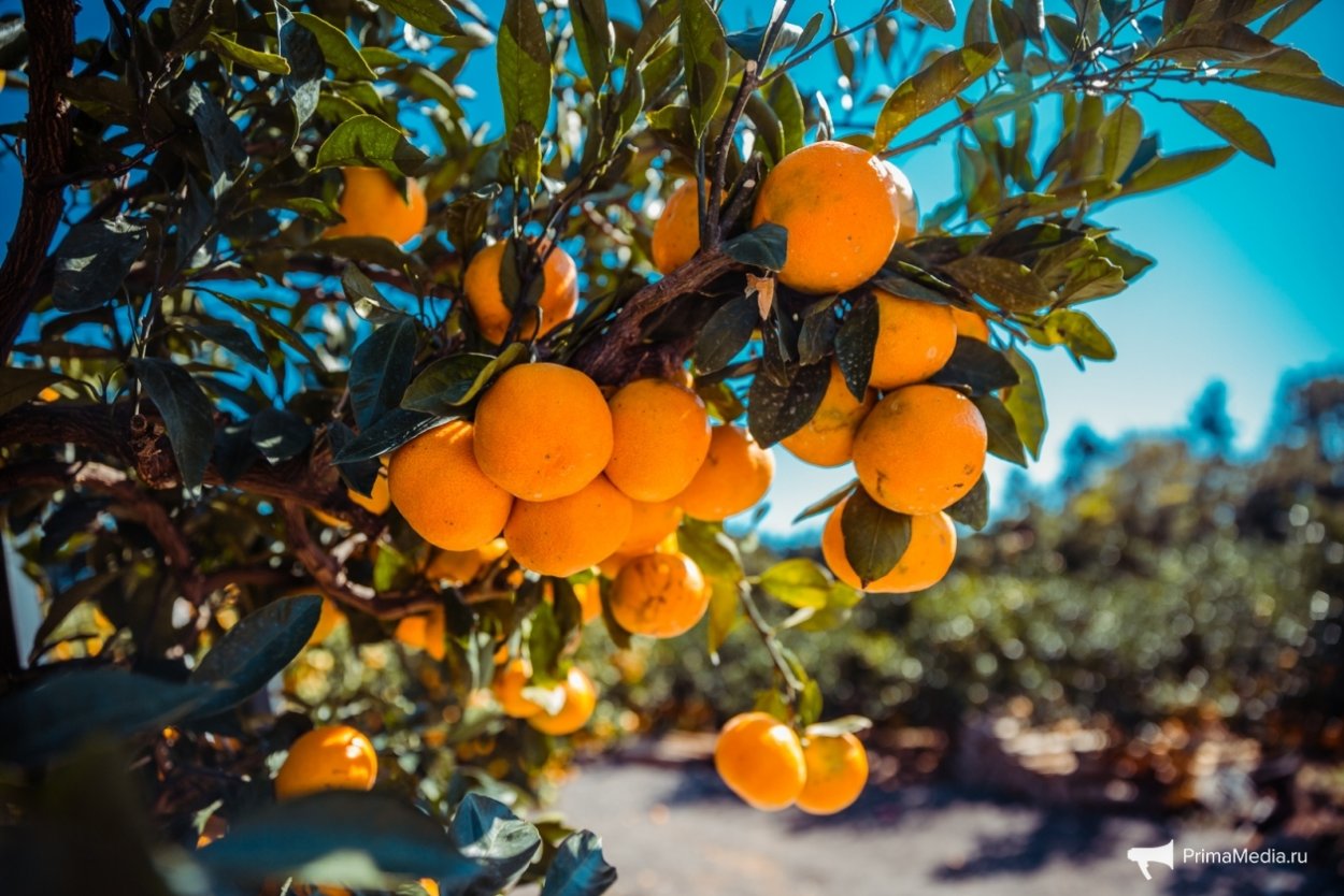 Винодельня Калифорния