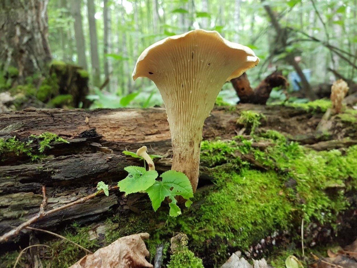 Гриб Пилолистник тигровый