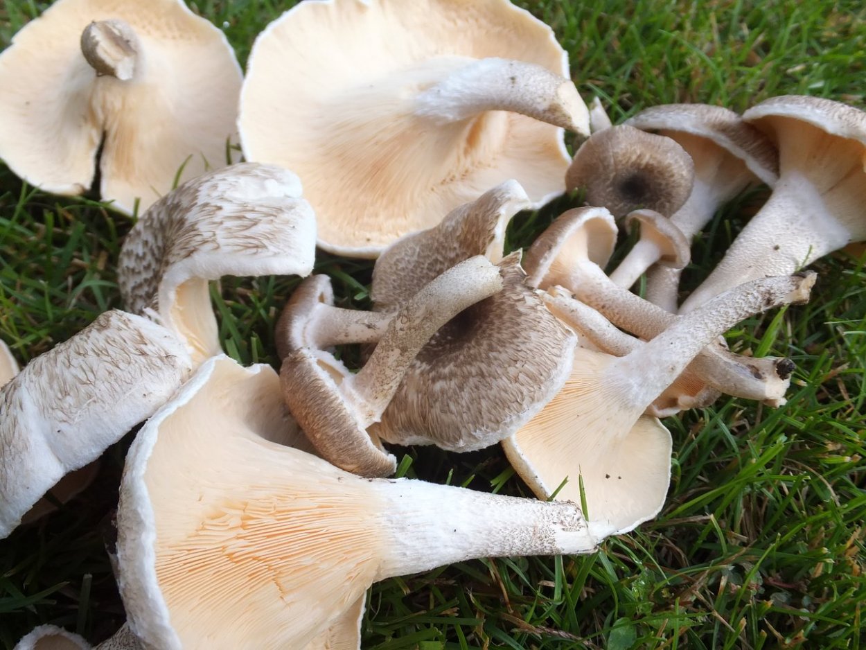 Пилолистник щетинистый