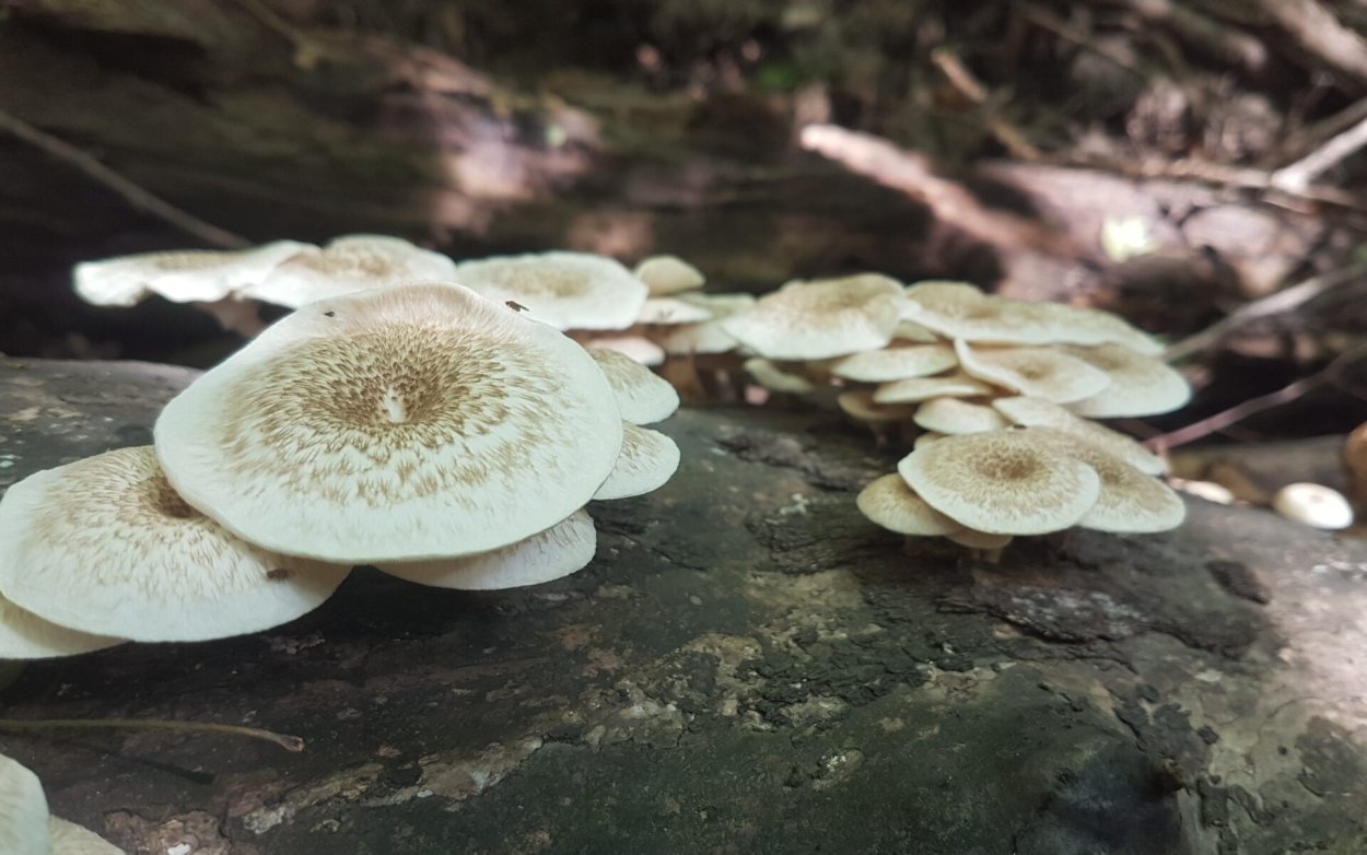 Панус уховидный гриб