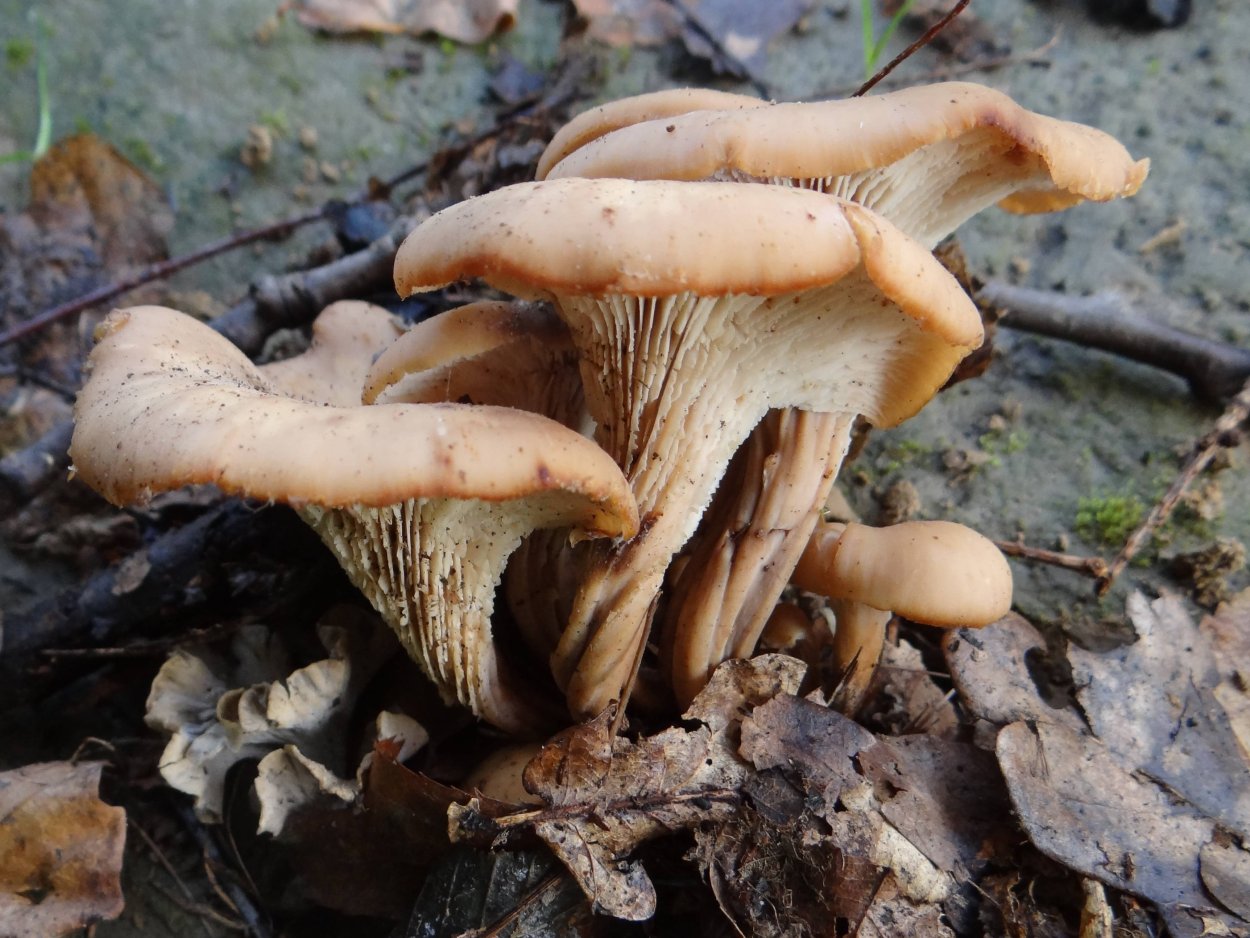 Лентинеллус уховидный гриб