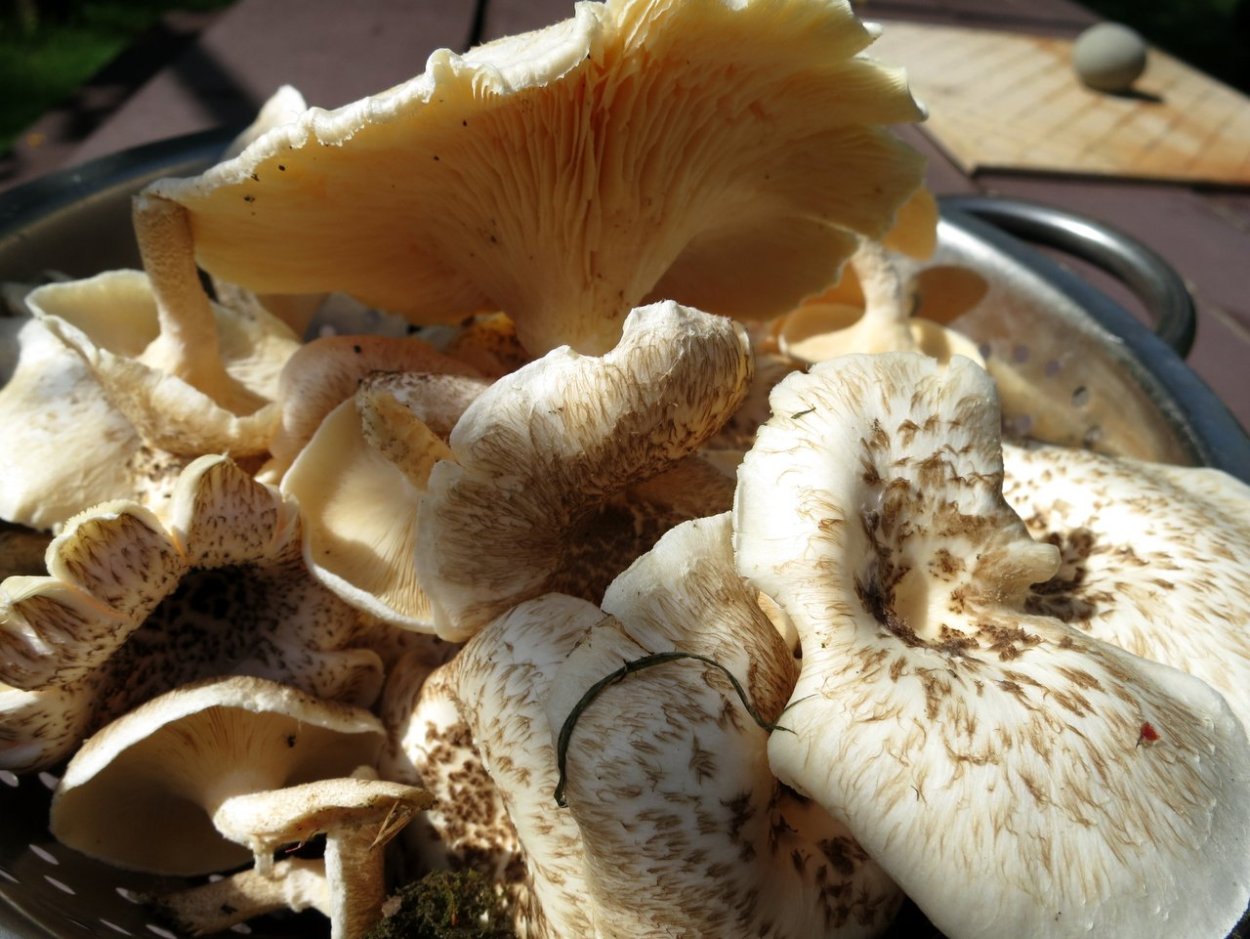 Гриб Пилолистник тигровый