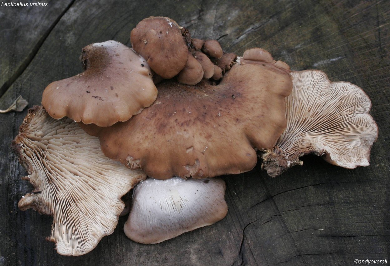Пилолистничек Медвежий Lentinellus Ursinus